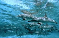 Pod of spinner dolphins taken at Samadai in the southern ... by Jane Morgan 